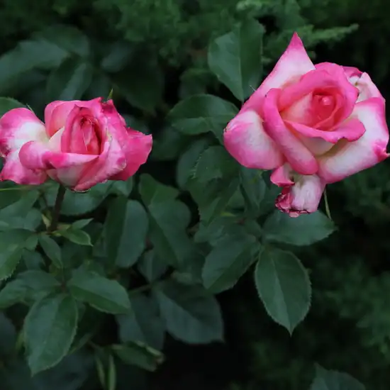 Trandafir cu parfum intens - Trandafiri - Kordes' Perfecta® - 